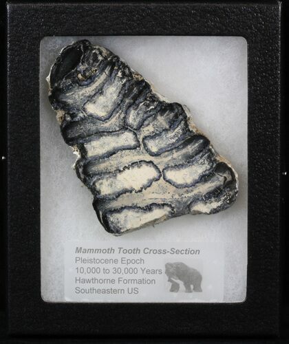 Mammoth Molar Slice In Case - South Carolina #40972
